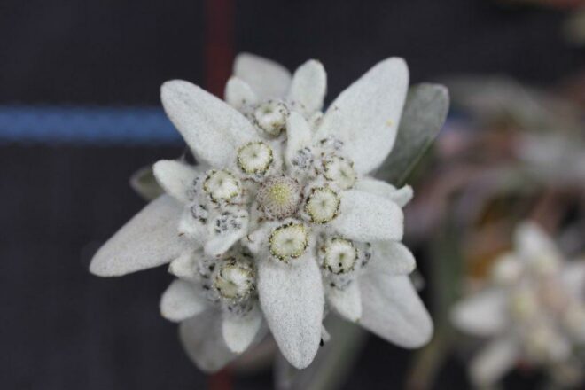 Edelweiss