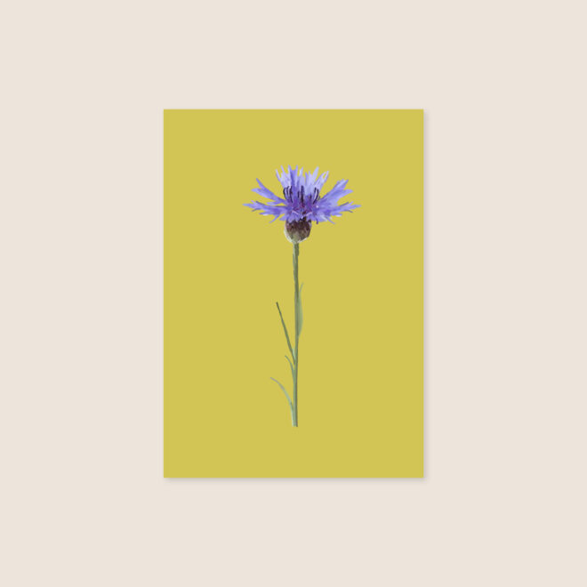 Postkarte Kornblume